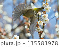 梅の蜜を吸うメジロ 135583978