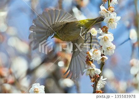 梅の蜜を吸うメジロ 梅の蜜を吸うメジロ 135583978