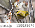 梅の枝に止まるメジロ 135583979