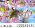 カワズザクラと戯れるメジロ 135583980
