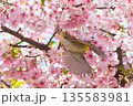 満開の桜の中を飛ぶメジロ 135583981
