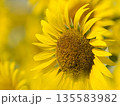 太陽に向かって咲く向日葵 135583982
