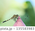 蓮の蕾にとまるトンボ 135583983