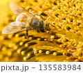 向日葵の蜜を吸うミツバチ 135583984