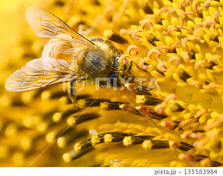 向日葵の蜜を吸うミツバチ 向日葵の蜜を吸うミツバチ 135583984