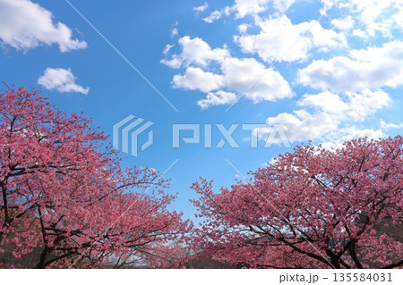 青空と白い雲と満開のカワヅザクラ 135584031