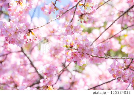 満開のカワヅザクラの背景 135584032