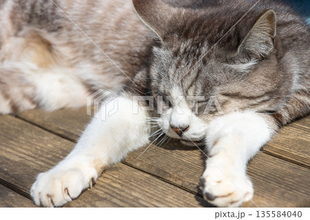 公園のベンチで日なたぼっこする猫 公園のベンチで日なたぼっこする猫 135584040