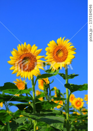 満開のヒマワリと青空(夏イメージ・縦構図) 満開のヒマワリと青空(夏イメージ・縦構図) 135584046