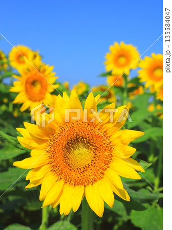満開のヒマワリと青空(夏イメージ・縦構図) 満開のヒマワリと青空(夏イメージ・縦構図) 135584047