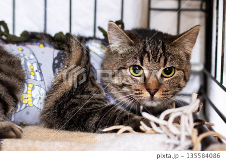 Gentle scene of scared cat secluded in cozy bedding under careful veterinary supervision 135584086