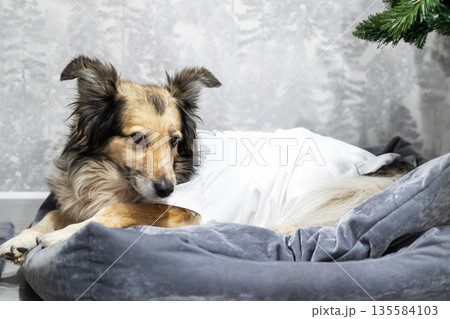 Serene collie peacefully resting on cozy bed with warm lighting and homely atmosphere 135584103