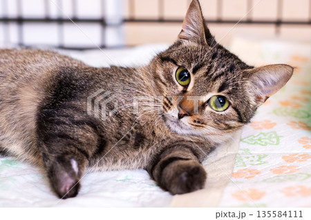 Calm tabby with soft paws, Serene striped cat enjoying restful time on cuddly surface 135584111
