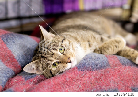 Friendly striped cat resting comfortably on colorful quilt with attentive and gentle expression Friendly striped cat resting comfortably on colorful quilt with attentive and gentle expression 135584119