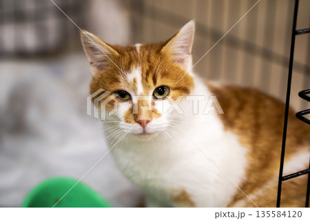 Fearful kitty behind enclosure, Timid pet watches from inside its secure enclosure with caution 135584120
