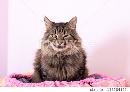 Calm tabby in cozy setting, Relaxed brown tabby sitting comfortably on soft indoor bedding 135584123
