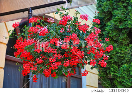 Flowers Decoration of Wall and Windows 135584569