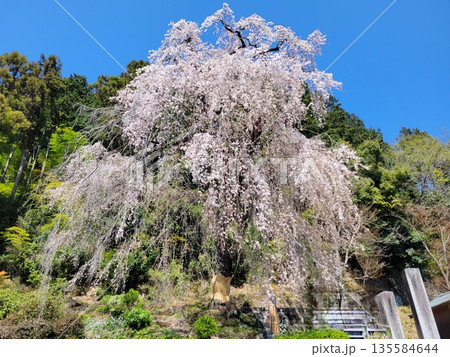 青梅梅岩寺の枝垂れ桜 135584644