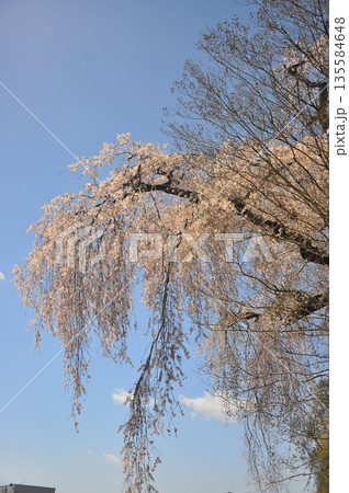 青梅梅岩寺の枝垂れ桜 青梅梅岩寺の枝垂れ桜 135584648