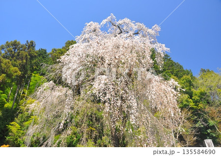 青梅梅岩寺の枝垂れ桜 青梅梅岩寺の枝垂れ桜 135584690