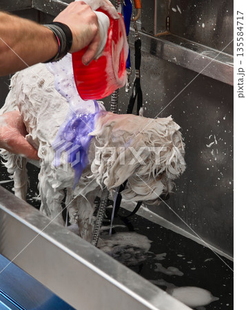 Wet white dog being bathed with soap in stainless steel tub 135584717