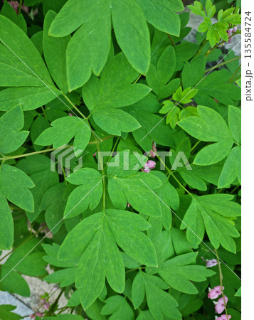 A close-up of a bleeding-heart leaf. 135584724