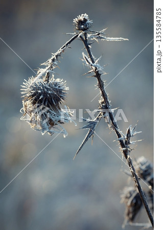 Frozen Onopordum acanthium .Frost on branches. Beautiful winter seasonal natural background. Frozen Onopordum acanthium .Frost on branches. Beautiful winter seasonal natural background. 135584785