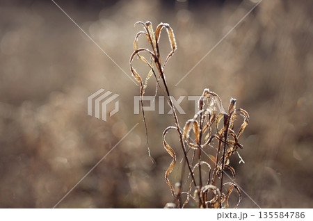 Winter landscape. Frost on branches. Beautiful winter seasonal natural background. Winter landscape. Frost on branches. Beautiful winter seasonal natural background. 135584786