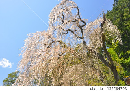 青梅梅岩寺の枝垂れ桜 135584798