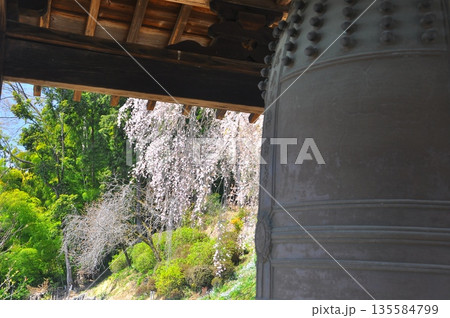 青梅梅岩寺の枝垂れ桜 135584799