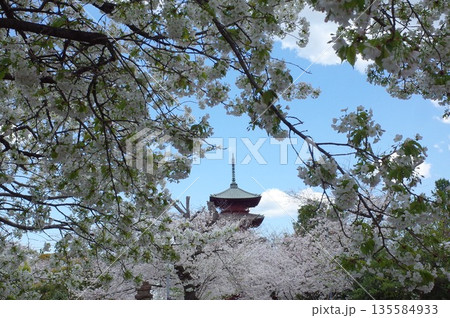 池上本門寺の桜 135584933