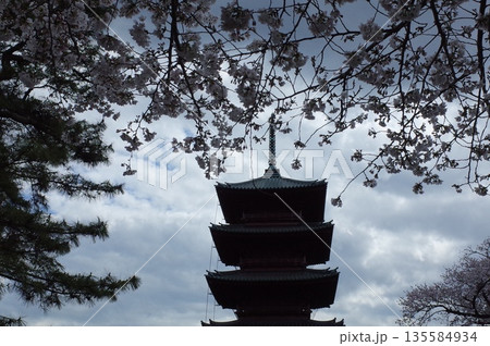 池上本門寺の桜 135584934