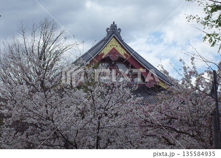 池上本門寺の桜 池上本門寺の桜 135584935