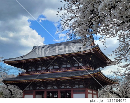 池上本門寺の桜 135584973