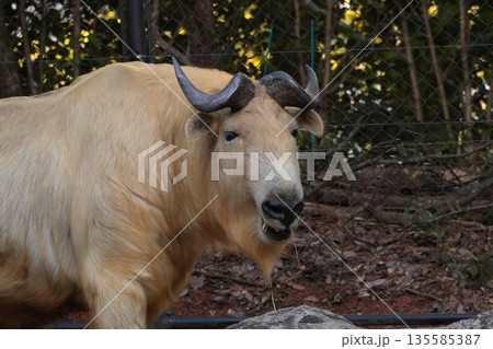 ゴールデンターキン ゴールデンターキン 135585387