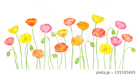 水彩で描いたカラフルなポピーの花畑 135585605