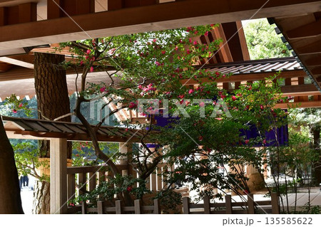 冬の熱田神宮 135585622