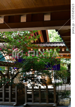 冬の熱田神宮 135585623