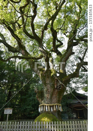 冬の熱田神宮 135585633