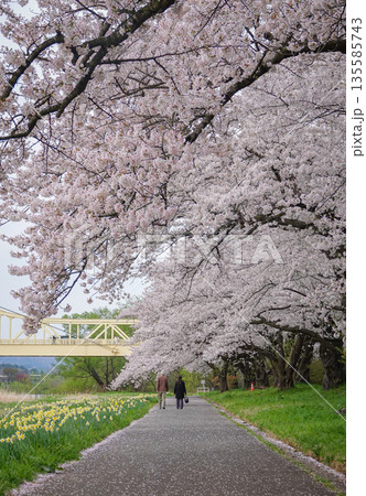 Spring cherry blossom season in April in Kitakami, Japan. 135585743