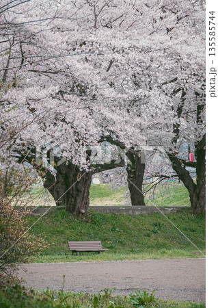 Spring cherry blossom season in April in Kitakami, Japan. Spring cherry blossom season in April in Kitakami, Japan. 135585744