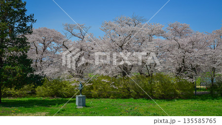 Spring cherry blossom season in April in Kitakami, Japan. Spring cherry blossom season in April in Kitakami, Japan. 135585765