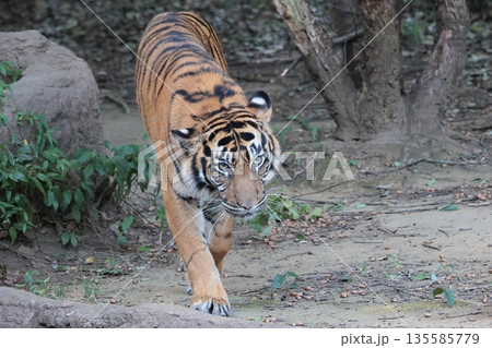 スマトラトラ 135585779
