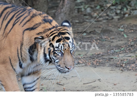 スマトラトラ 135585783