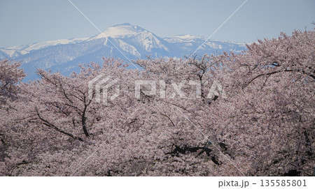 Spring cherry blossom season in April in Kitakami, Japan. Spring cherry blossom season in April in Kitakami, Japan. 135585801