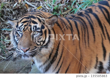 スマトラトラ 135585863