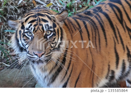 スマトラトラ 135585864