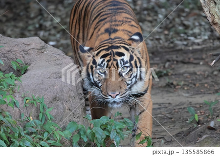 スマトラトラ 135585866