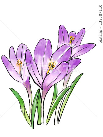 咲き誇るクロッカスの手描きの線画と水彩イラスト 135587110