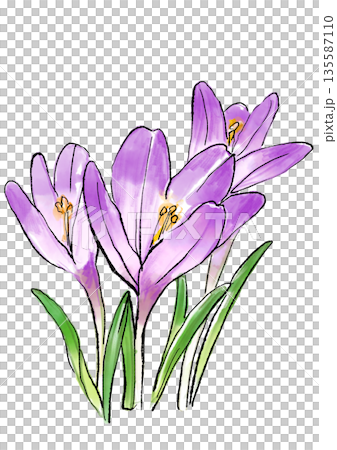 咲き誇るクロッカスの手描きの線画と水彩イラスト 135587110